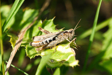 Chorthippus brunneus