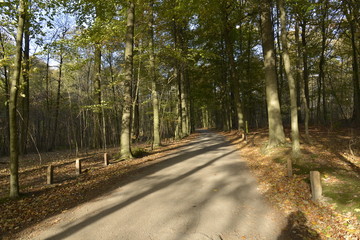 Obraz premium Route dans la forêt de Soigne en automne