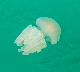  Sea jellyfish floating in the sea