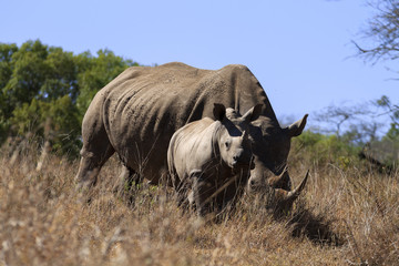 Rhinoceros