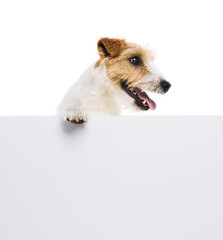 Young dog above banner isolated