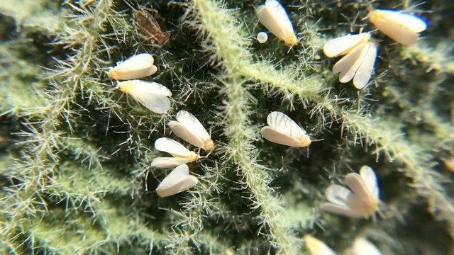 Weiße Fliege, Schädling auf Blatt