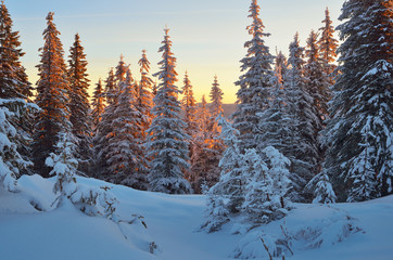 Winter forest