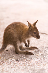 Bennett's Wallaby
