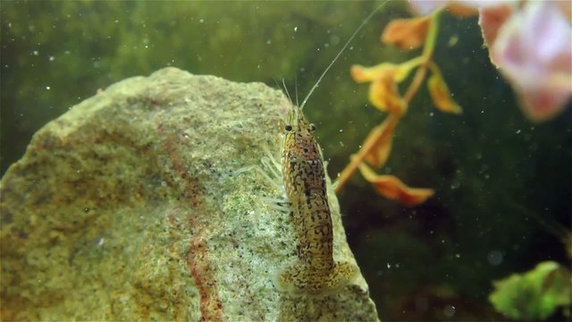 Live cray fish moving underwater