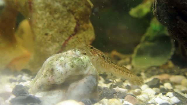 Live cray fish moving underwater