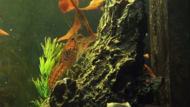 Live cray fish moving underwater