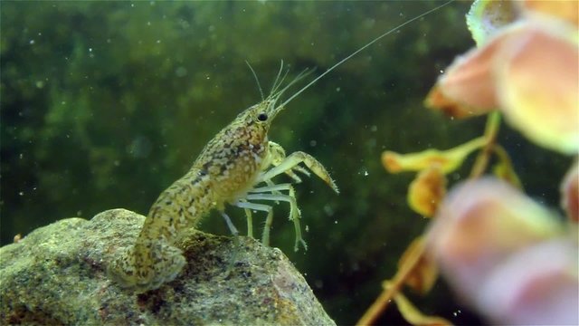 Live cray fish moving underwater