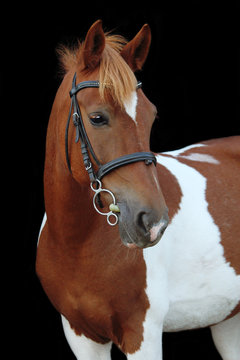 Beautiful skewbald welsh pony portrait