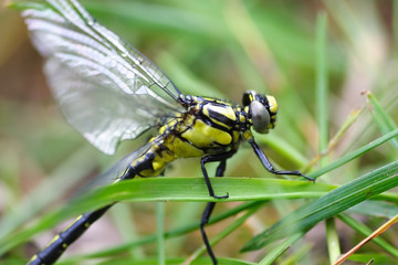 Gomphus vulgatissimus