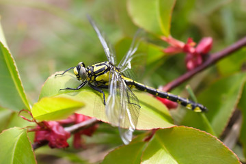 Gomphus vulgatissimus