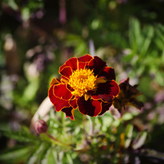 Tagetes Flower