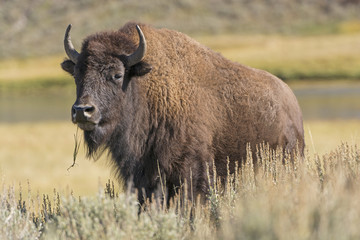American Bison on the Plains