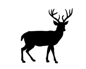 Reindeer Profile Shillouette