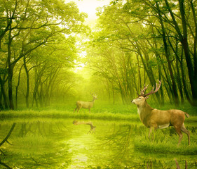 Two deers with stag horns in forest
