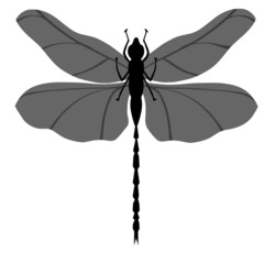 Dragon Fly Silhouette