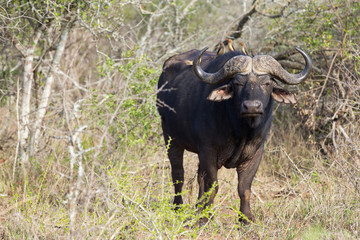 Fototapeta na wymiar african buffalo in the bush