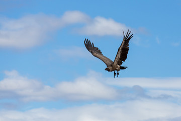 african vulture in flight