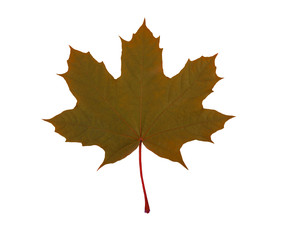 green leaf, canada symbol,a lot of details