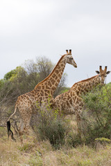 african giraffe in bush