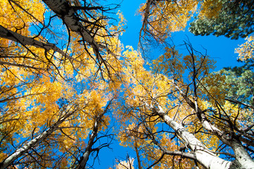 aspen trees