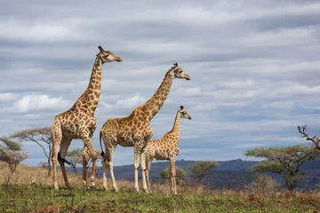 Keuken spatwand met foto giraffen in wildreservaat © michaeljung