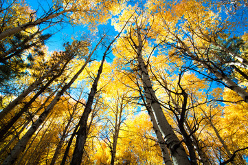 aspen trees