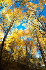Fototapeta premium aspen trees