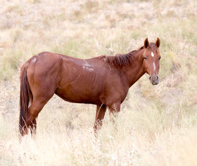 horse on nature