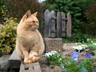 花壇の猫