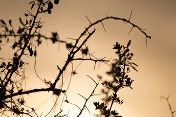 branches of a tree at sunset
