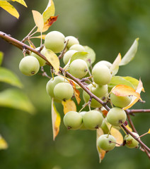 ripe apples on a tree branch