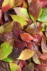 Bright background made of autumn leaves