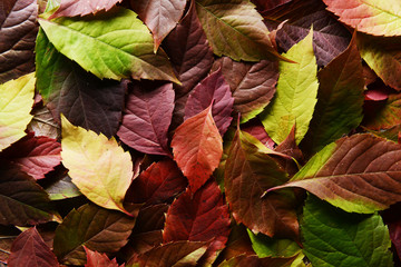 Bright background made of autumn leaves