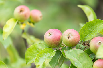 ripe apples on a tree branch