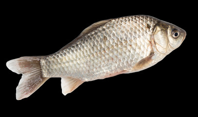 fish on a black background