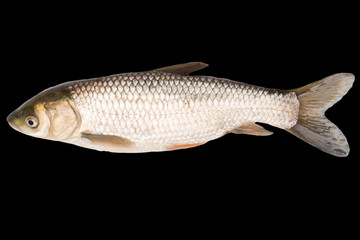 fish on a black background