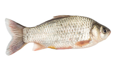 fish on a white background