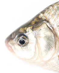 fish head on a white background