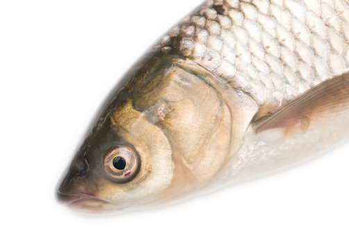 fish head on a white background