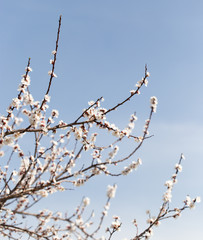 beautiful flowers on the tree in nature