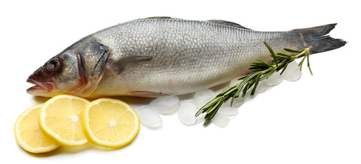 Fresh fish with ice, lemon and rosemary isolated on white