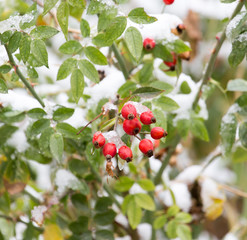 wild rose in the snow