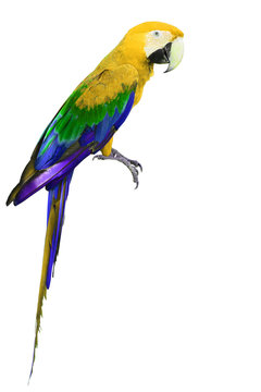 Colorful yellow and green Macaw bird