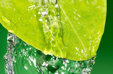 Green leaves in water