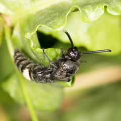 black bee on nature. close-up