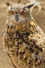 hibou grand duc d'Europe