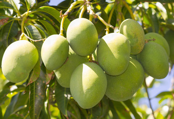 grappe de mangues vertes