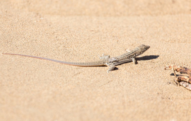 lizard in the nature