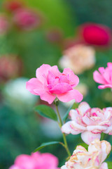 Obraz na płótnie Canvas beautiful rose flower in nature